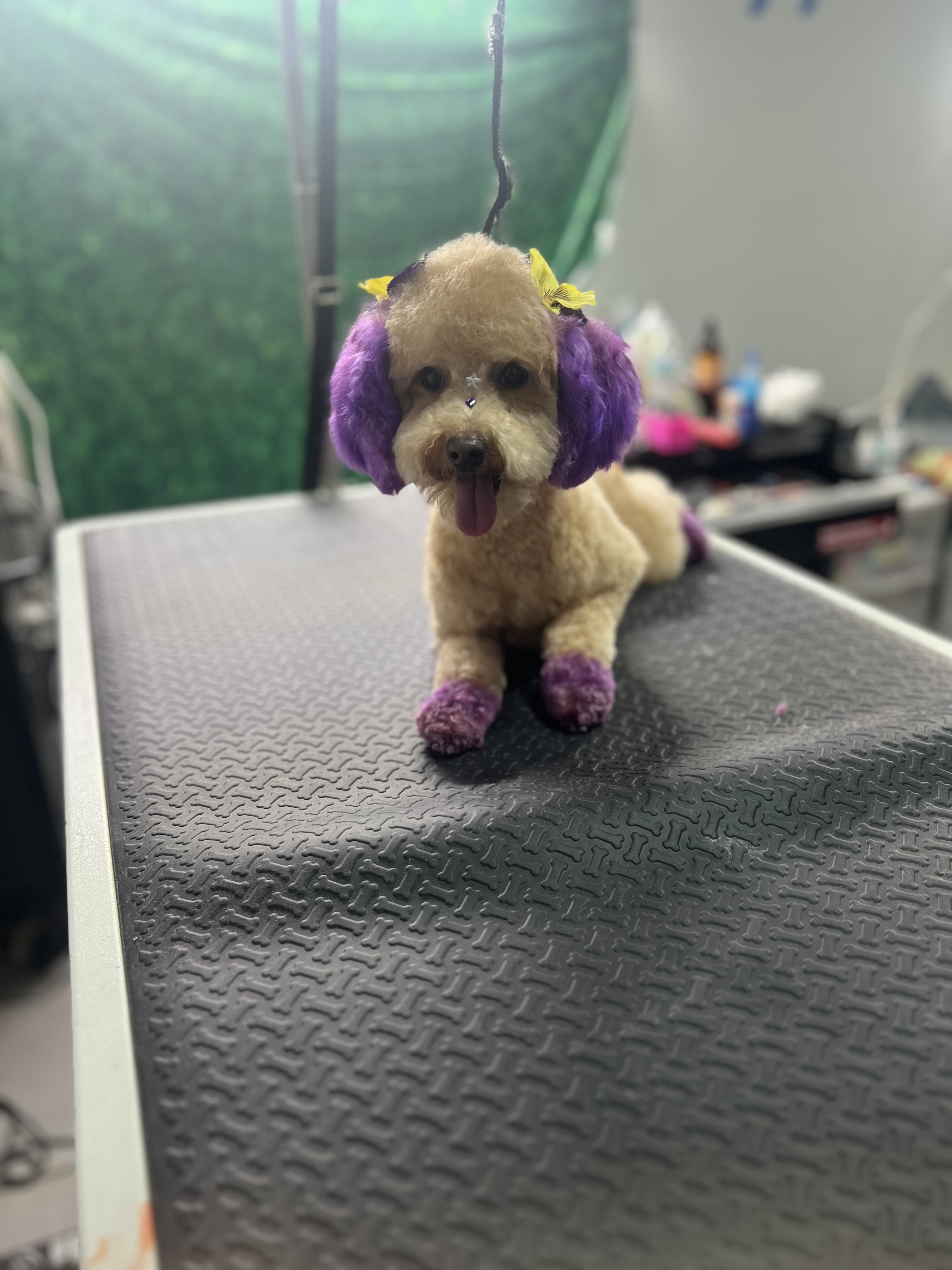 Poodle with Purple and Yellow Dye