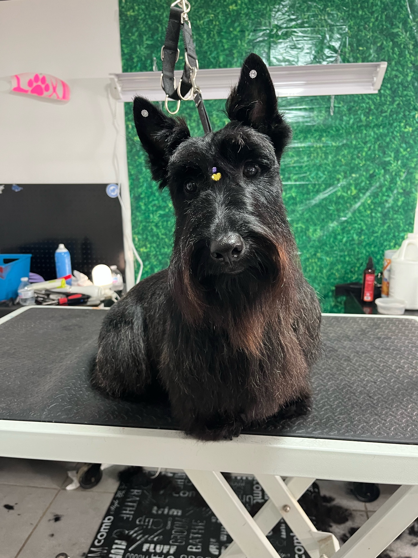 Scottish Terrier with Jewelry Accessories